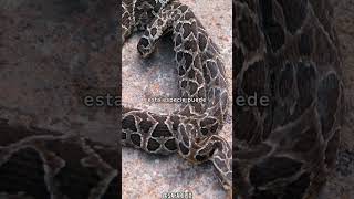 Datos interesantes acerca de la Yarará o Víbora de la cruz Bothrops alternatus [upl. by Nagyam623]