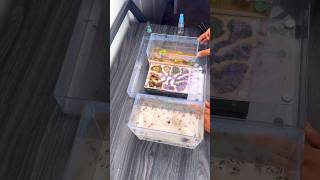 Moving My Pet Ants  Harvester Ants Pogonomyrmex badius [upl. by Oiramat]