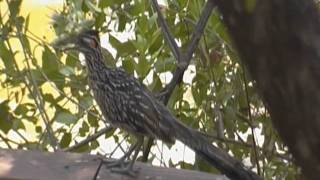 Roadrunner Spotting in Austin Beep Beep [upl. by Ahselat]