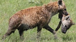 Top 5 horrible moments of Hyena eating Hyena [upl. by Buckler354]