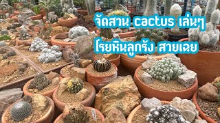 จัดสวน cactus ไว้ดูเพลินๆ หายเบื่อ  18 กรกฎาคม 2567 [upl. by Colt39]