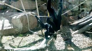 Monkey Mating Time Siamang Sex Swing [upl. by Bakeman]