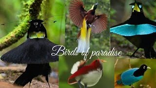 Birds of Paradise  Types of Paradise birdsbird Mama TV [upl. by Ahsyad]