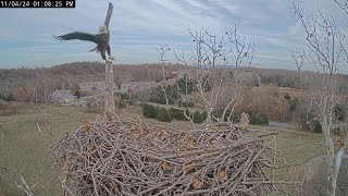 Bella takes a break in the old nest NCTC Eagle Nest 秃鹰 2024 11 04 [upl. by Yrebmik]