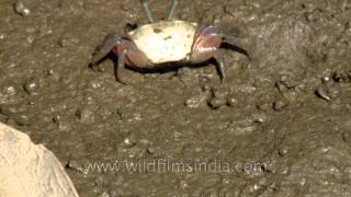 Lemonyellow clawed male fiddler crab and a red female crab [upl. by Gerek]