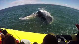 La meilleure compilation d’observation de baleines à Tadoussac 🐋  Croisières AML [upl. by Shore]