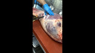 How To Cut A Beef Leg By Meatse [upl. by Rybma]