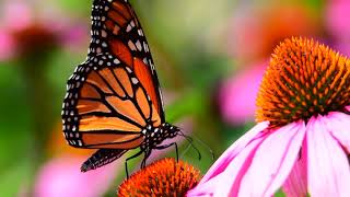 Sample Tamron 150600mm g2 Lens Monarch Butterfly Zen 4K Footage [upl. by Sonni]