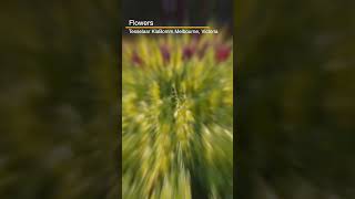 Australias Huge Flower showcase at TesselaarKabloom a mustsee in melbourne sonya6700 [upl. by Vizza144]