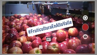 Toma1  Fruticultura en Alto Valle [upl. by Ilagam]