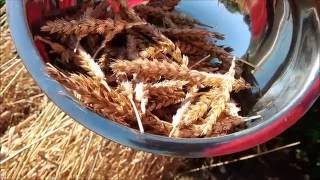 Growing and using wheat at home [upl. by Nivlam]