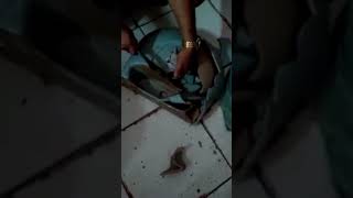 Guy Breaks Porcelain Sink to Rescue Trapped Kitten [upl. by Nitsej]