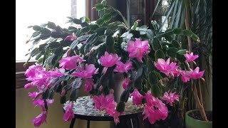 Thanksgiving Cactus Care for November Their Time to Bud amp Bloom  Reasons They Dont Bloom [upl. by Kerrill]