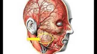 Regio parotideomasseterica 1dio2 [upl. by Jarrad]