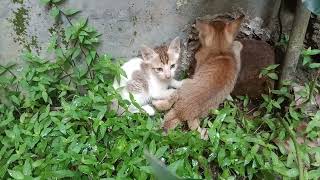 cute kittens mewing an abounded house [upl. by Eserahs]