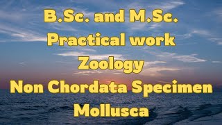 NON CHORDATAINVERTEBRATEMOLLUSCA MUSEUM SPECIMENBScMScZOOLOGY [upl. by Vander174]