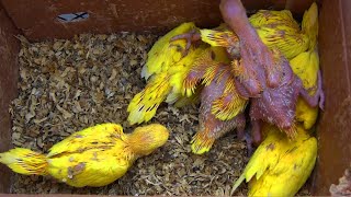 Rose Ringneck Parrots Home Breeding Progress 2020 [upl. by Nalrah]