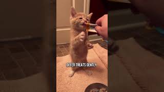 🤫How to Make Your Cat Trust You FAST [upl. by Lennad]