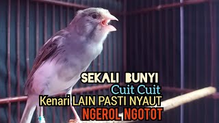 Kenari Gacor Cuit cuit Ngerol TAJAM TERAPI AMPUH Kenari MACET Pancingan Kenari Paud Belajar Bunyi [upl. by Quickel]