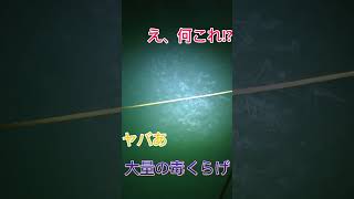 アンドンクラゲ怖いですね 長崎大学 長崎 長崎大学水産学部 釣り アンドンクラゲ 毒くらげ 危険生物 海 五島列島 五島 [upl. by Ab]