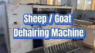 Sheep dehairing machine goat dehairer modern abattoir slaughtering line equipment made in China [upl. by Krusche]