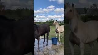 Horse is the best🥰funny funnyanimal funnyshorts funnypet pets horse horselovers funnymemes [upl. by Jeri725]