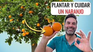 CÓMO PLANTAR UN NARANJO CUIDADOS PARA NARANJOS EN MACETA O JARDÍN  en20metros [upl. by Paymar]