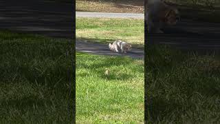 Relaxing in the sunshine way to close to the road 🤣😳 train sun road shorts shihtzu amazing [upl. by Ocirled]