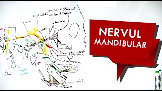 N Trigemen  Nervul MANDIBULAR [upl. by Yojal743]