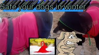 सर्दी माई अपने जानवरो की हिफाजत करो 🙏🙏 shortsfeed animals doglover [upl. by Eznyl]