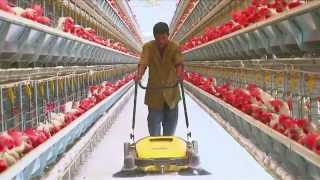 Poultry Farming  Open House Battery Cage System  Egg Production in India [upl. by Collie]