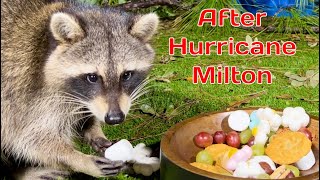 Raccoons after Hurricane Milton  Wild Animals in my Backyard [upl. by Pufahl403]