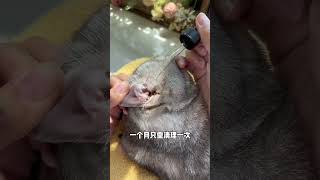 Ear mites definitely cannot heal on their own don’t delay this bottle is enough cute pets tips [upl. by Gnek452]