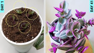 Growing Tradescantia From Stem Cuttings [upl. by Aletha]