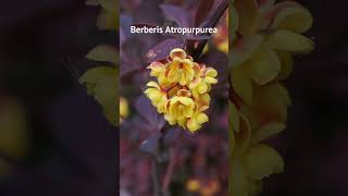 La plante Berberis Atropurpurea [upl. by Hakkeber]