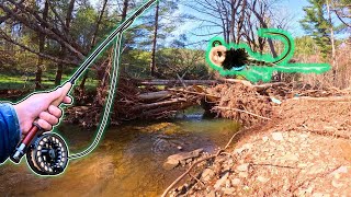 The Fish are Thriving in this Small Beat Up Creek [upl. by Urbanna]