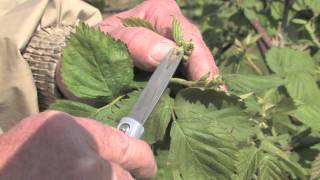 Assessing Spring Freeze Damage to Blackberries [upl. by Nyrrad]