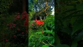 The Common Birdwing Troides helena gracefully feeding on nectarIxora coccinea flowers [upl. by Anrat587]