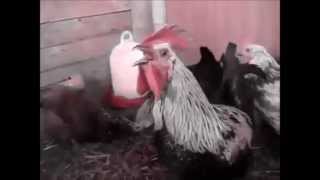 Gallo cantando Brutal Death Metal [upl. by Zilevi]