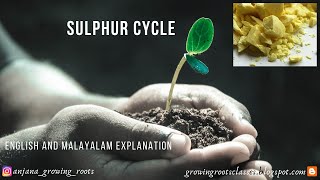 Sulphur Cycle  Malayalam  Biogeochemical Cycle Of Sulphur  Sedimentary Cycle  Gaseous Cycle [upl. by Tinaret]