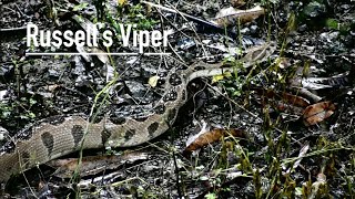 Russell’s Viper roaming around our backyard anushaktinagar russellsviper mumbaidiaries [upl. by Dalury]