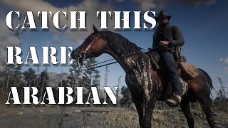 HOW TO GET THE WARPED BRINDLE ARABIAN HORSE Red Dead Redemption 2 [upl. by Ahseniuq]