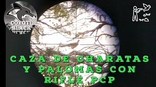 Caza de charatas y palomas con rifle pcp [upl. by Saqaw]