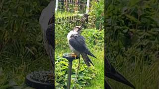 Lanner Falcon Preening [upl. by Williams]