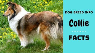 Collie dog breed All breed characteristics and facts about Collie dogs [upl. by Ylenats]