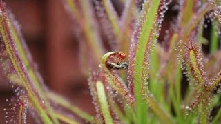 Carnivorous plant timelapse sundew [upl. by Leaw]