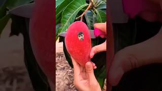 PARTHENOCARPIC MANGO VARIETY SINDHU  SEEDLESS MANGO  PARTHENOCARPY IN MANGO  MANGO Faming🥭 [upl. by Ssyla]