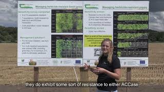 Charlotte Morgan  Crops and Cover Crop Cultivations Open Day [upl. by Simetra555]