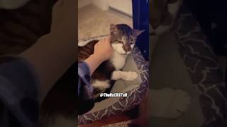 Cat Couldn’t Help But Meow  RxCKSTxR Comedy Voiceover [upl. by Assertal]