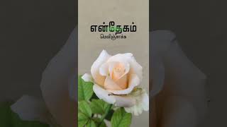 Poove Eduthu Oru Maalai Video Song  Amman Kovil Kizhakale  Vijayakanth  Radha  Ilaiyaraja [upl. by Marie-Jeanne]